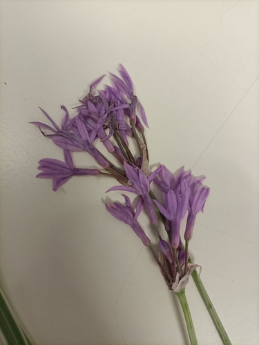 Tulbaghia violacea (society garlic) (alternate view 2)