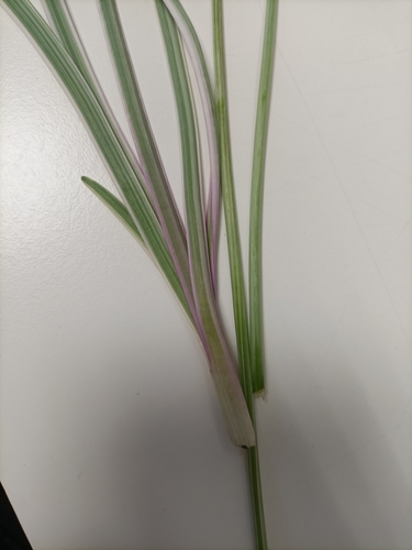 Tulbaghia violacea (society garlic) (alternate view 3)