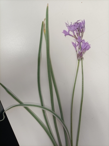 Tulbaghia violacea (society garlic) (alternate view 4)