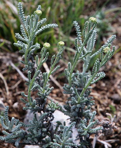 Santolina (Lavender-cottons) (alternate view 13)