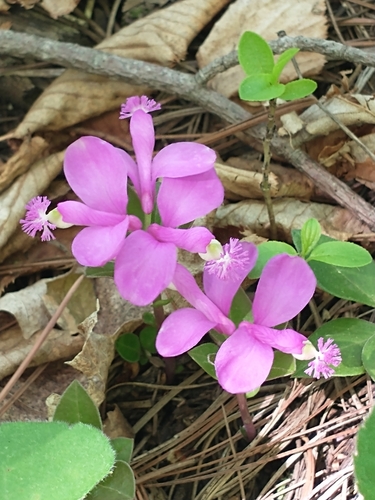 Polygaloides paucifolia (fringed polygala) (alternate view 2)