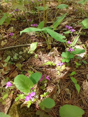 Polygaloides paucifolia (fringed polygala) (alternate view 3)
