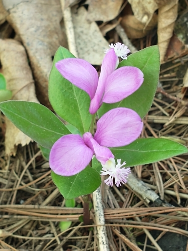 Polygaloides paucifolia (fringed polygala) (alternate view 4)