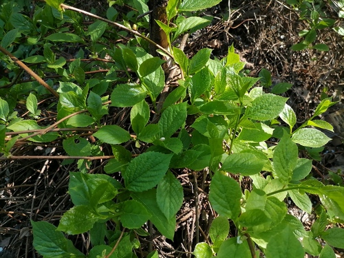 Schisandra chinensis (Five-flavor Berry)