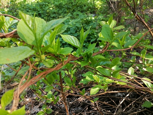 Schisandra chinensis (Five-flavor Berry)