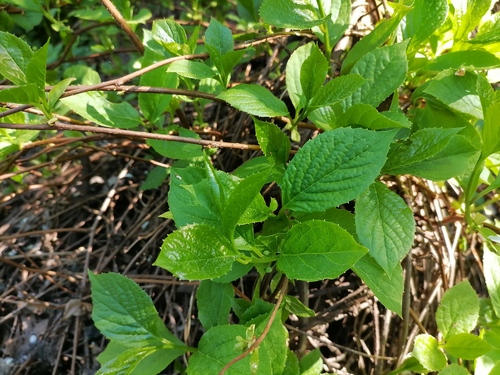 Schisandra chinensis (Five-flavor Berry)