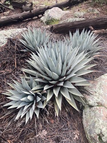 Agave parryi var. couesii (Coues Agave)