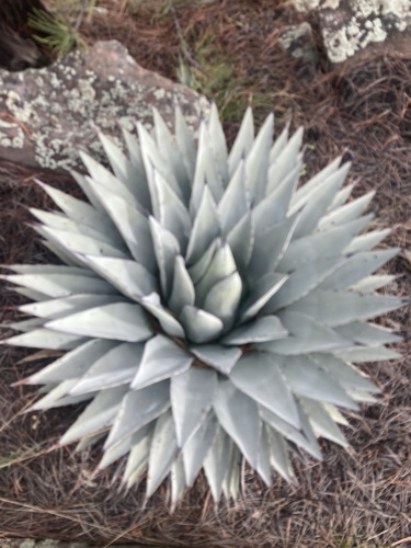 Agave parryi var. couesii (Coues Agave) (alternate view 2)