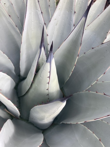 Agave parryi var. couesii (Coues Agave) (alternate view 3)