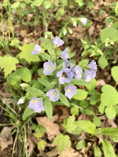Polemonium reptans (Jacob's ladder) (alternate view 6)