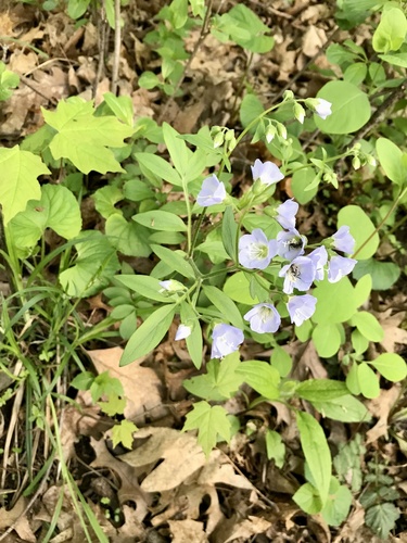 Polemonium reptans (Jacob's ladder) (alternate view 7)