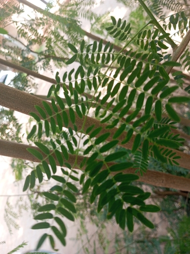 Leucaena leucocephala (White leadtree)