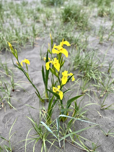 Iris pseudacorus (Yellow Iris)