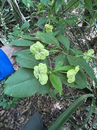 Brunfelsia (raintrees) (alternate view 11)