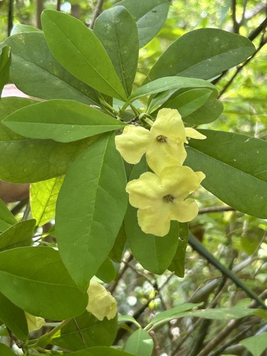 Brunfelsia (raintrees) (alternate view 12)