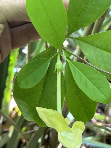 Brunfelsia (raintrees) (alternate view 13)