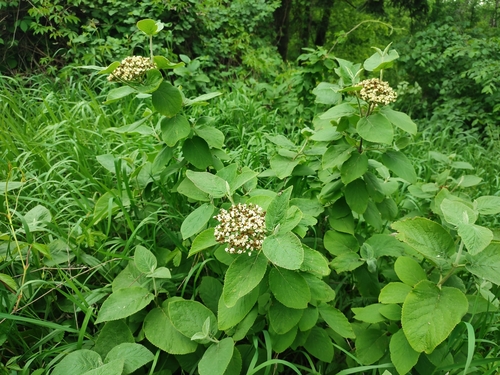 Viburnum lantana (Wayfaring-tree)
