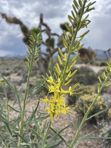 Stanleya pinnata (Desert Prince's Plume) (alternate view 3)