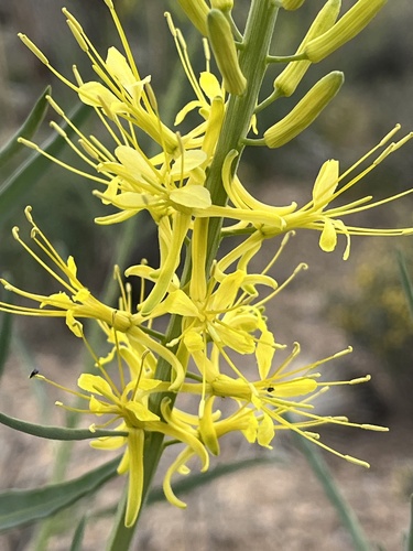 Stanleya pinnata (Desert Prince's Plume) (alternate view 4)