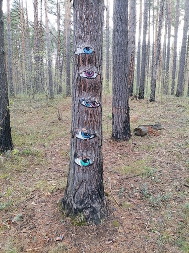 Pinus sylvestris (Scots Pine) (alternate view 7)
