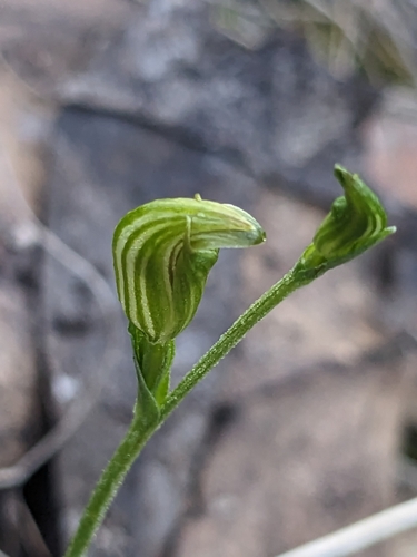 Pterostylis parviflora (tiny greenhood) (alternate view 4)