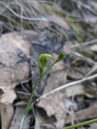 Pterostylis parviflora (tiny greenhood) (alternate view 5)