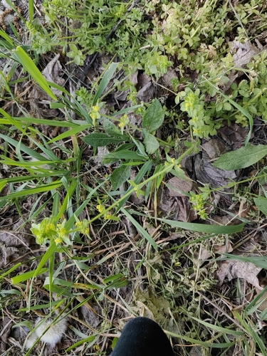 Cruciata laevipes (Crosswort)