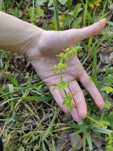 Cruciata laevipes (Crosswort)
