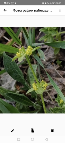 Cruciata laevipes (Crosswort)