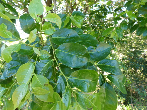 Glochidion ferdinandi (Cheese Tree) (alternate view 4)