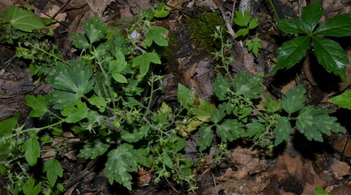 Phacelia bipinnatifida (Purple Phacelia)