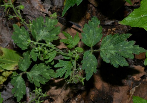 Phacelia bipinnatifida (Purple Phacelia) (alternate view 2)