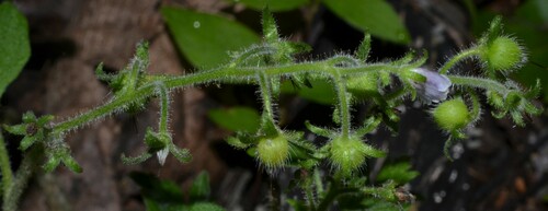 Phacelia bipinnatifida (Purple Phacelia) (alternate view 3)