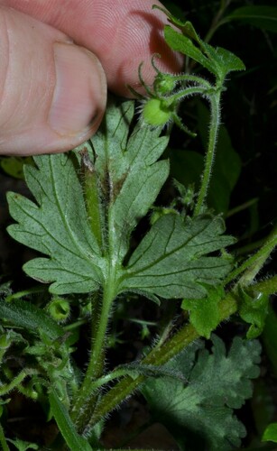 Phacelia bipinnatifida (Purple Phacelia) (alternate view 4)