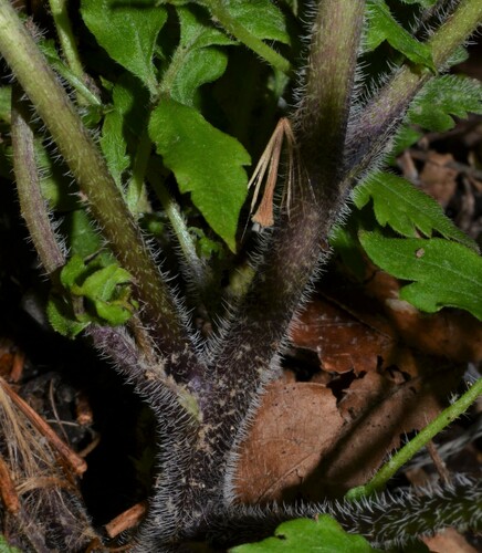 Phacelia bipinnatifida (Purple Phacelia) (alternate view 5)