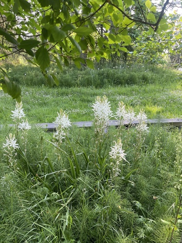 Camassia leichtlinii (Great Camas) (alternate view 4)