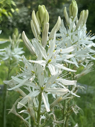 Camassia leichtlinii (Great Camas) (alternate view 5)