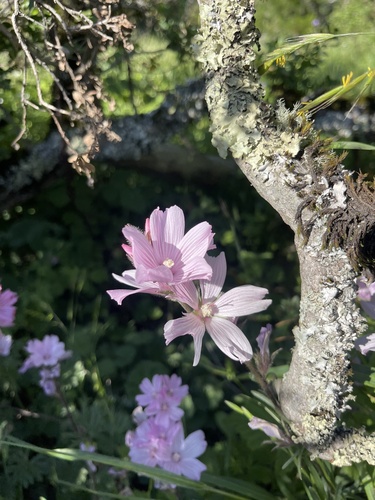 Sidalcea malviflora (Rose Checker-mallow) (alternate view 4)