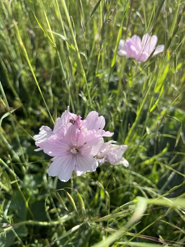Sidalcea malviflora (Rose Checker-mallow) (alternate view 5)