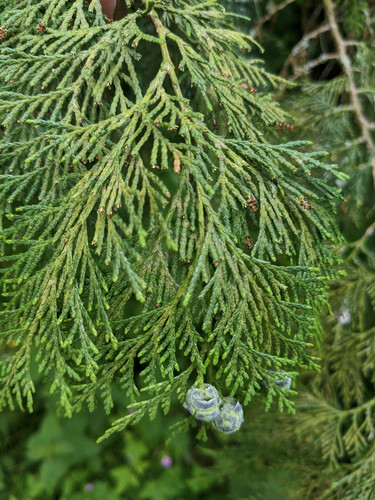 Chamaecyparis lawsoniana (Lawson Cypress) (alternate view 4)