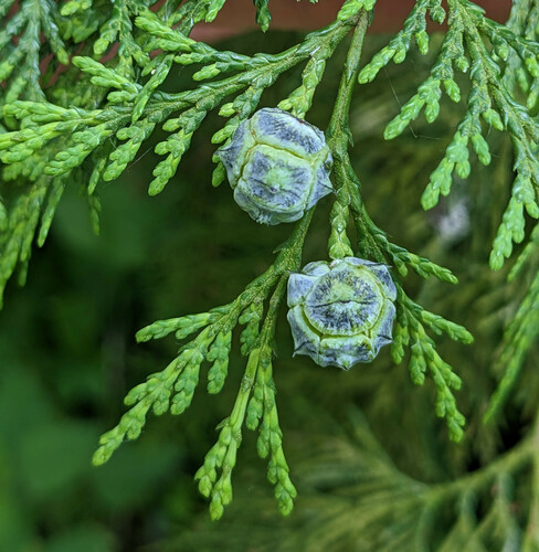 Chamaecyparis lawsoniana (Lawson Cypress) (alternate view 3)