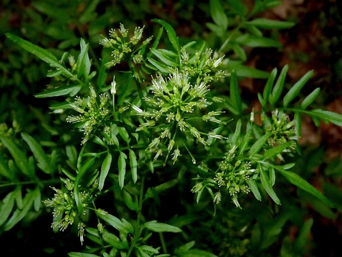 Cardamine impatiens (narrow-leaved bittercress) (alternate view 2)
