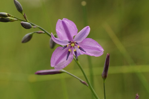 Arthropodium strictum (chocolate lily) (alternate view 5)