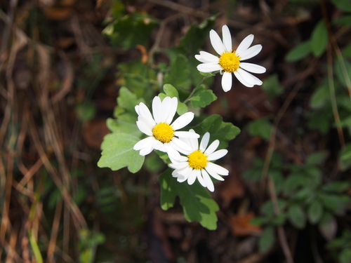 Chrysanthemum spp. (Mammoth Mums Collection) (alternate view 4)