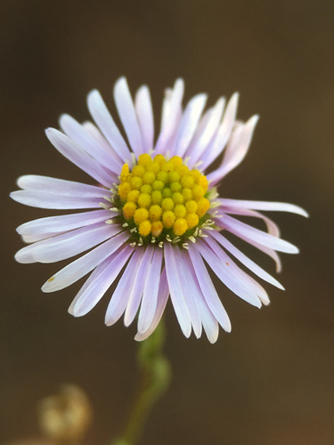 Brachyscome ciliaris (Variable Daisy) (alternate view 5)