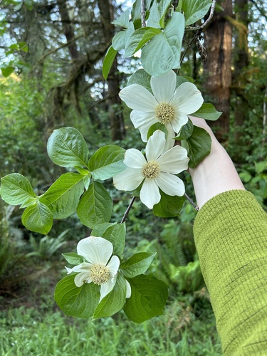 Cornus nuttallii (western dogwood, Pacific dogwood)