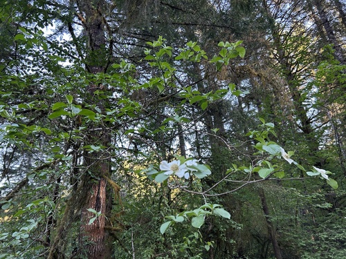 Cornus nuttallii (western dogwood, Pacific dogwood) (alternate view 2)