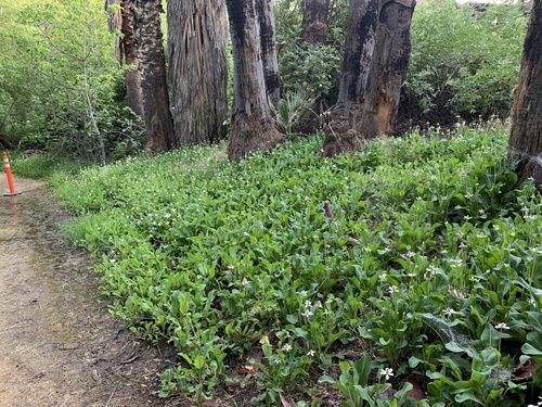 Anemopsis californica (Yerba Mansa) (alternate view 4)