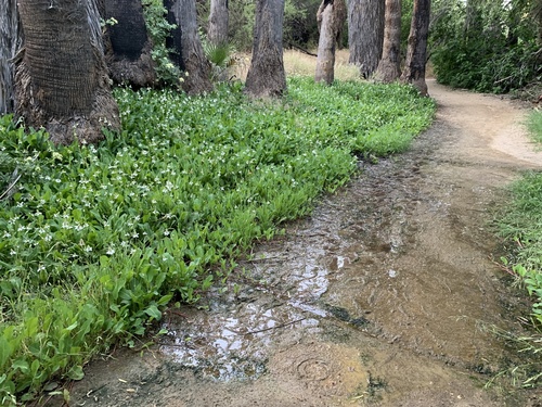 Anemopsis californica (Yerba Mansa) (alternate view 5)