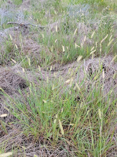 Setaria parviflora (knotroot bristlegrass) (alternate view 10)